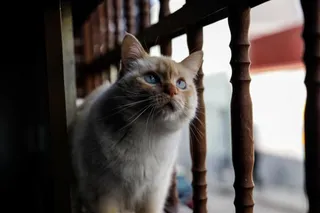 Gato | Fotografía EP