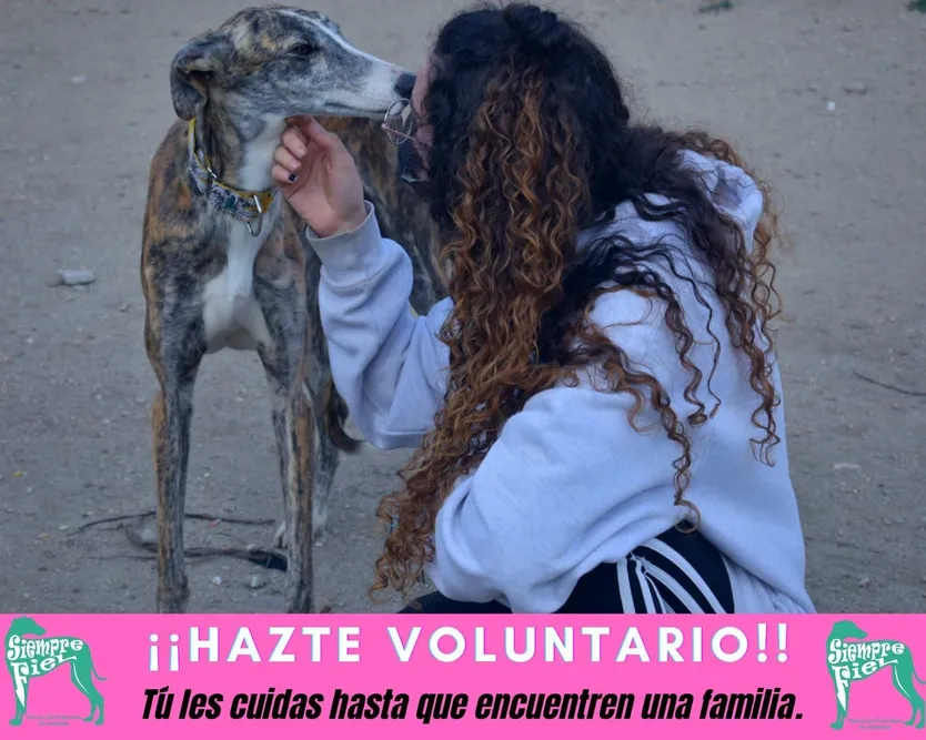 Hazte voluntario 