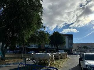 Feria ganadera de San Antonio en Alba de Tormes