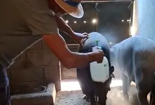 Animales afectados por un lobo en Villaseco de los Reyes