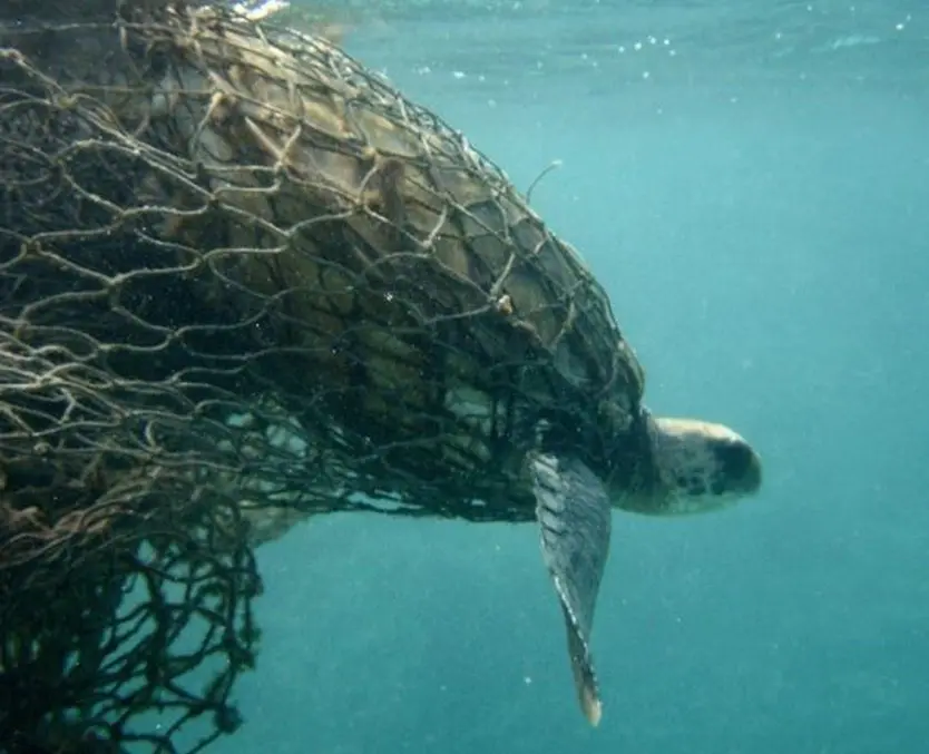 Tortuga marina atrapada en una red pesquera