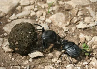 Escarabajo del estiércol. Foto EP