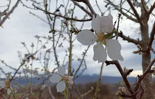 La primavera llegará oficialmente el próximo sábado y durará 92 días, imagen de archivo