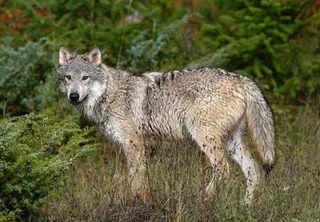 Equo reclama un modelo diferente para la gestión del lobo