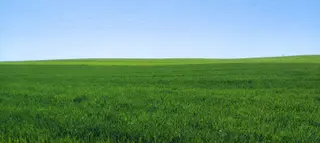 Campo de trigo