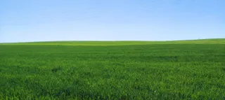 Campo de trigo