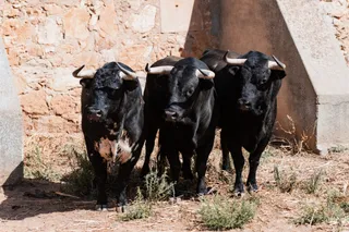 Sorteo de los toros para el mano a mano entre Morante de la Puebla y Marco Pérez en Salamanca. Fotos BMF Toros
