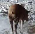 Cerdo ibérico atacado por el lobo. ASAJA