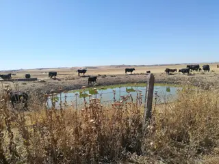 Vacas charca vacuno ternera