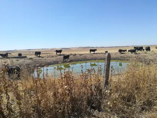 Vacas charca vacuno ternera