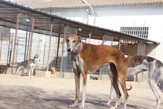 Presentación de las nuevas perritas