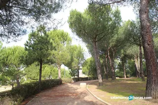 Parque wurzburg arboles 3