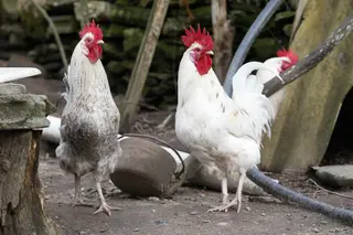 Archivo - Tres gallos en un corral. - Carlos Castro - Europa Press - Archivo