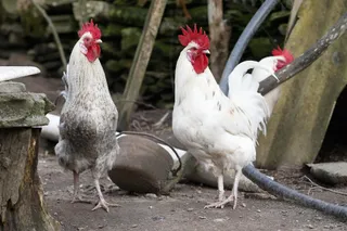 Archivo - Tres gallos en un corral. - Carlos Castro - Europa Press - Archivo