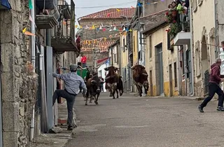 Segundo encierro con novillos de Valdeflores en Pereña de la Ribera | Salamanca24horas