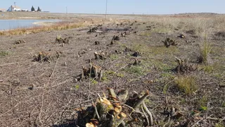 Labores de limpieza, poda y desbroce en el Azud de Riolobos