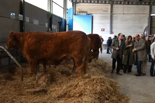 Exposición, subasta y venta de animales en la Feria de San Andrés 2024. Fotos Ayuntamiento de Ciudad Rodrigo (1)