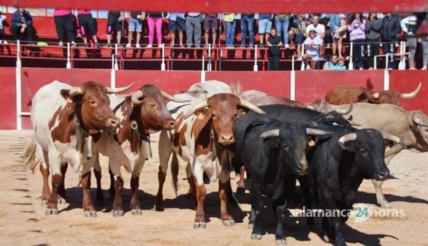 Encierro a caballo en Barruecopardo
