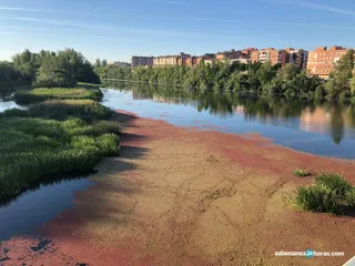 Río Helecho Azolla (1)