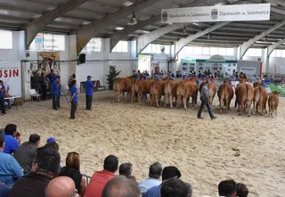 Concurrido concurso nacional de raza limusina para celebrar sus bodas de plata