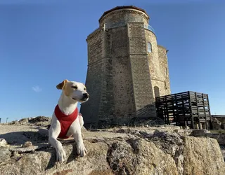Perro Alba de Tormes (3)