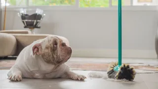 Pelo mascotas