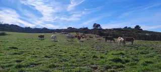 Vacas en el campo (7)