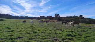 Vacas en el campo (7)