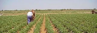 Alerta en el campo ante el fraude de determinadas empresas de servicios agronómicos