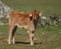 La Junta invierte más de 5,5 millones de euros en la identificación de diferentes especies de animales