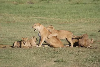 Una familia de leones | Fotografía EP
