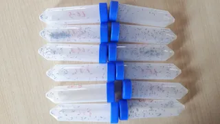Dosis del parasitoide | Junta de Castilla y León