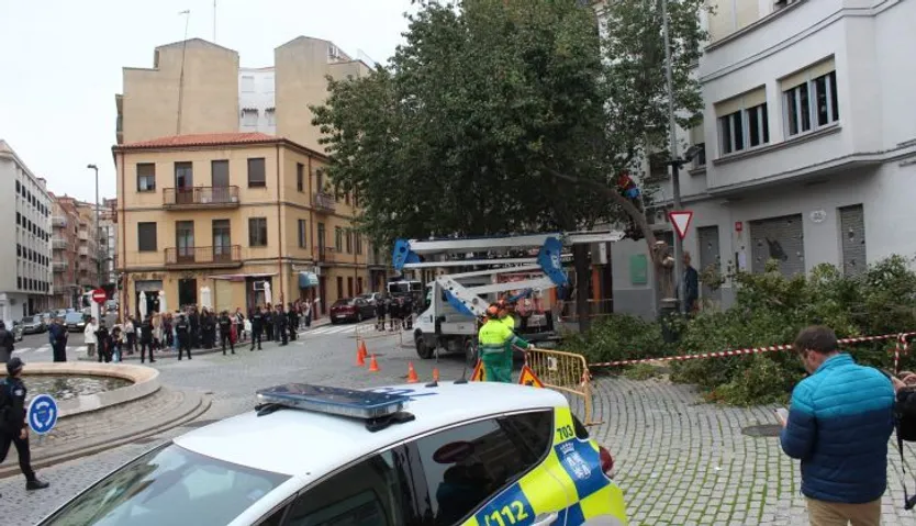 Un detenido en las protestas por la tala de árboles en la plaza del Oeste