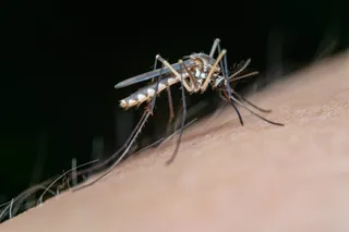 Mosquito fiebre del Nilo. Foto EP