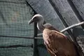 Centro de recepción de fauna silvestre en Las Dunas