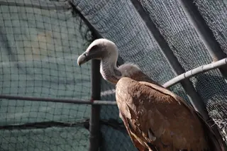Centro de recepción de fauna silvestre en Las Dunas