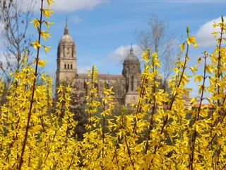 Retama en flor con la Catedral de Salamanca en segundo plano. | FOTO: ICAL