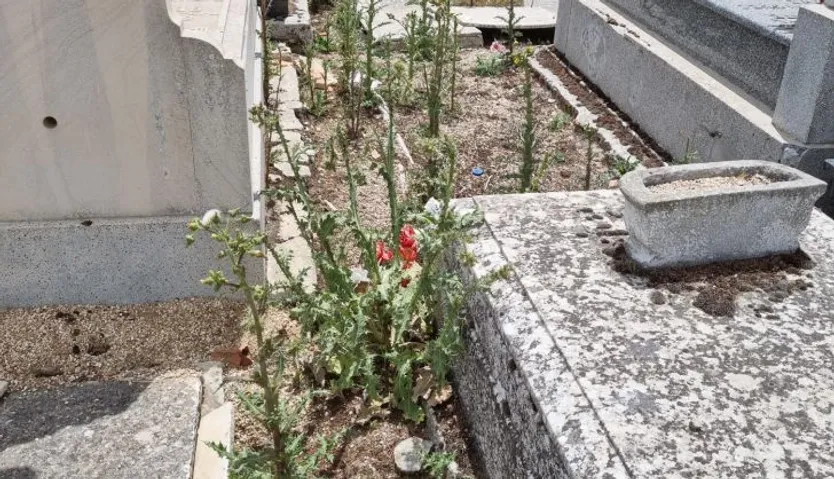 Foto facilitada por el Partido Popular de Peñaranda sobre el estado del cementerio