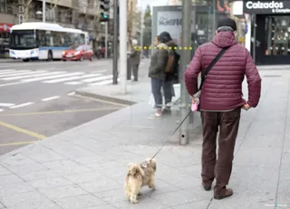 Perro calle parada bus