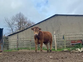 Vacas en la comarca de Béjar. Archivo. S24H.