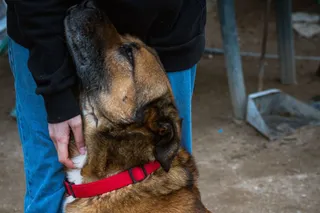 Perro en la protectora 'Siempre Fiel'. Imagen 'Siempre Fiel'