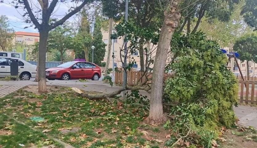 Árbol caído en la calle Alfareros