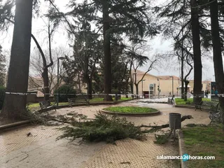 ARBOL CAIDO
