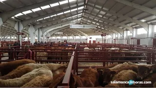 Mercado vacuno (8) result
