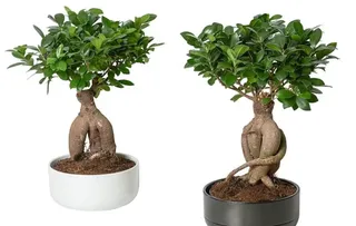 Ficus | Foto Ikea