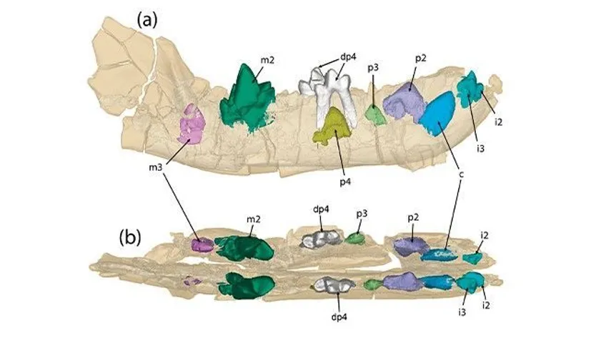 Imagen de CT Scan de la mandíbula de Prodissopsalis jimenezi del yacimiento de La Solana (Mazaterón, Soria)