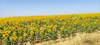 Girasoles en La Armuña. Foto de archivo