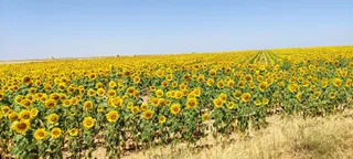 Girasoles en La Armuña. Foto de archivo