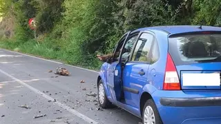 La caída de una rama obliga a cortar parte de la carretera entre Candelario y Béjar - Ayuntamiento de Candelario