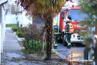 Fuego árbol 6